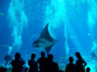 Georgia Aquarium, Atlanta, GA.