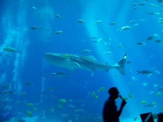 Georgia Aquarium, Atlanta, GA.