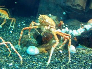 Georgia Aquarium, Atlanta, GA.