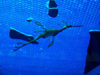 Georgia Aquarium, Atlanta, GA.