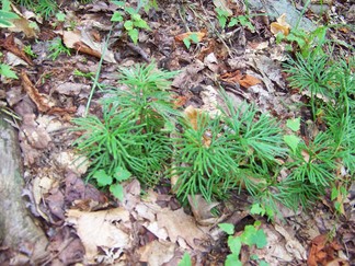 Delaware County Catskills Hike, NY.