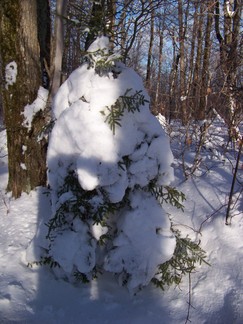 Snowshoe hike to Berlin Mountain, Taconic Crest Trail, NY.