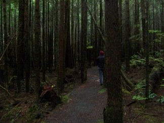 Trail to Shi Shi Beach, WA.