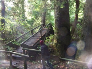 Trail to Shi Shi Beach, WA.