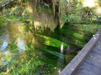 Hoh Rain Forest, Olympic National Forest, WA.