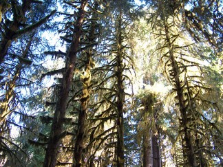 Hoh Rain Forest, Olympic National Forest, WA.