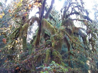 Hoh Rain Forest, Olympic National Forest, WA.