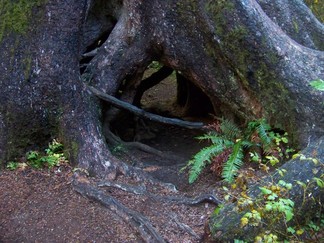 Hoh Rain Forest, Olympic National Forest, WA.
