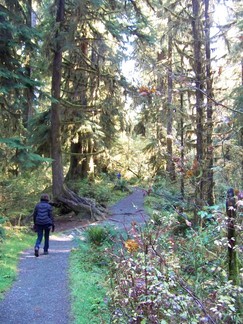 Hoh Rain Forest, Olympic National Forest, WA.