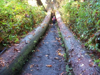 Hoh Rain Forest, Olympic National Forest, WA.