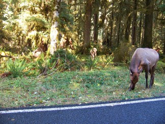 Hoh Rain Forest, Olympic National Forest, WA.