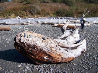 Kalaloch Beach, WA.
