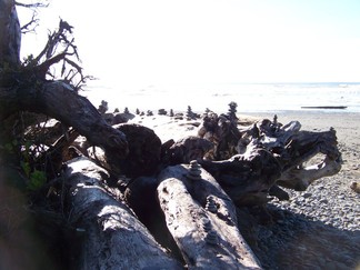 Kalaloch Beach, WA.