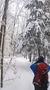 Spruce Bog Trail, Grafton , NY.