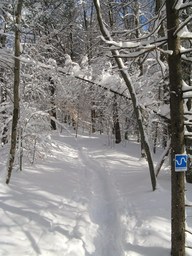 Spruce Bog Trail, Grafton , NY.