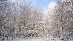 Spruce Bog Trail, Grafton , NY.