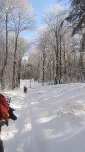 Spruce Bog Trail, Grafton , NY.