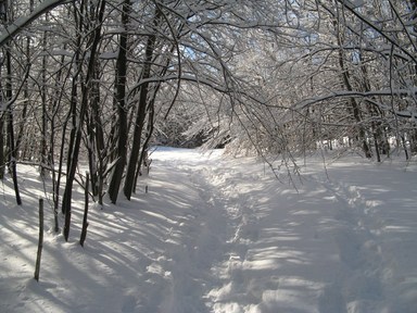 Spruce Bog Trail, Grafton , NY.