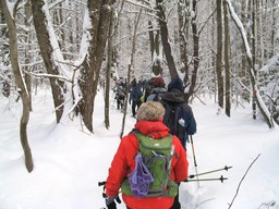 Spruce Bog Trail, Grafton , NY.