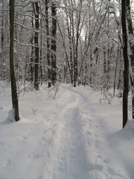 Spruce Bog Trail, Grafton , NY.