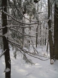 Spruce Bog Trail, Grafton , NY.