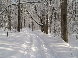 Spruce Bog Trail, Grafton , NY.