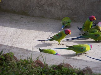 Parakeets.