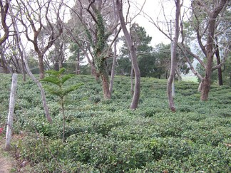 Zen Tea Estate.