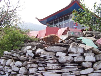 Tso Pema Lake.