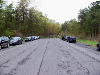 Madison Avenue Pinelands, Pine Bush Park, Albany, NY.