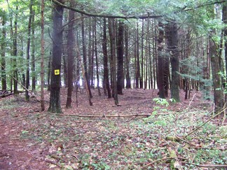 Hike around Lake Tully, NY.