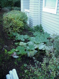 Autumn Chase Apartments pumpkins.