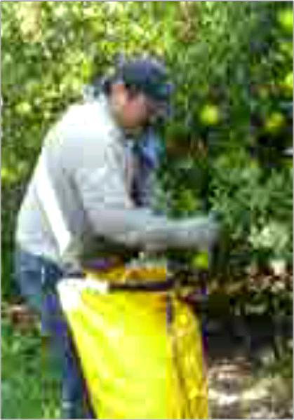 Anno Picking Juice Oranges.