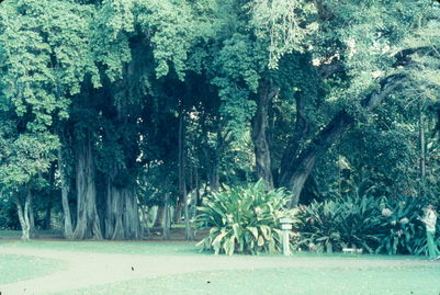 Bantan tree.