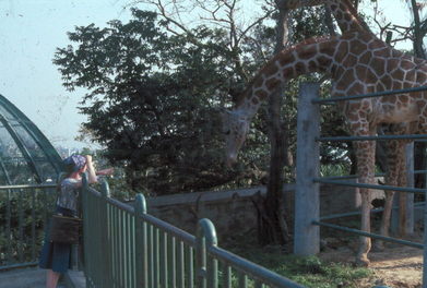 Taipei Giraffe.