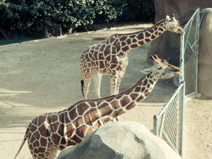 Giraffe in Hawaii.