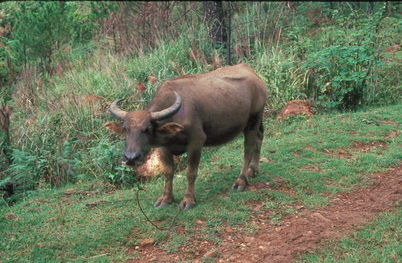 Water Buffalo.