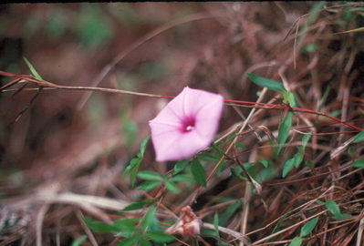 Bagio nature trail.