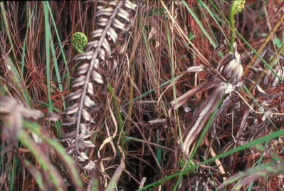 Bagio nature trail.