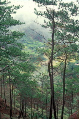 Bagio nature trail.