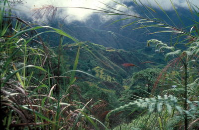 Bagio nature trail.