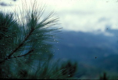 Bagio nature trail.