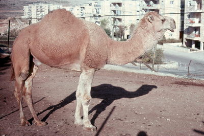 Jerusalem Zoo Camel.