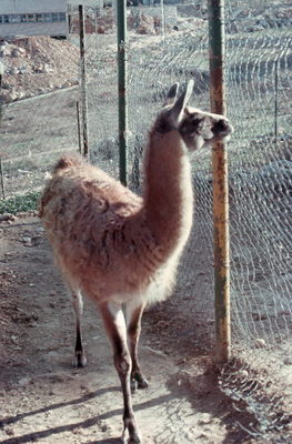 Jerusalem Zoo Llama.