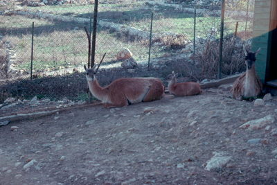 Jerusalem Zoo .