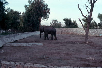 Jerusalem Zoo .