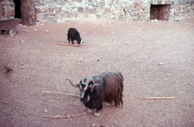 Delhi Zoo.