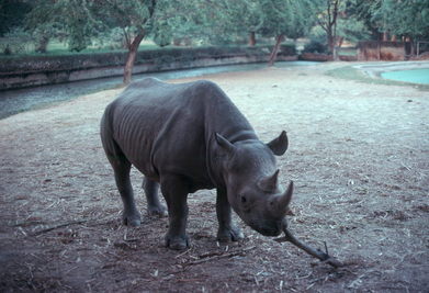 Delhi Zoo.