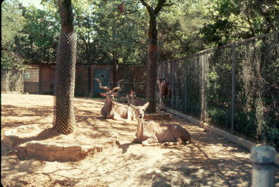 Antelopes