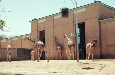 Giraffes